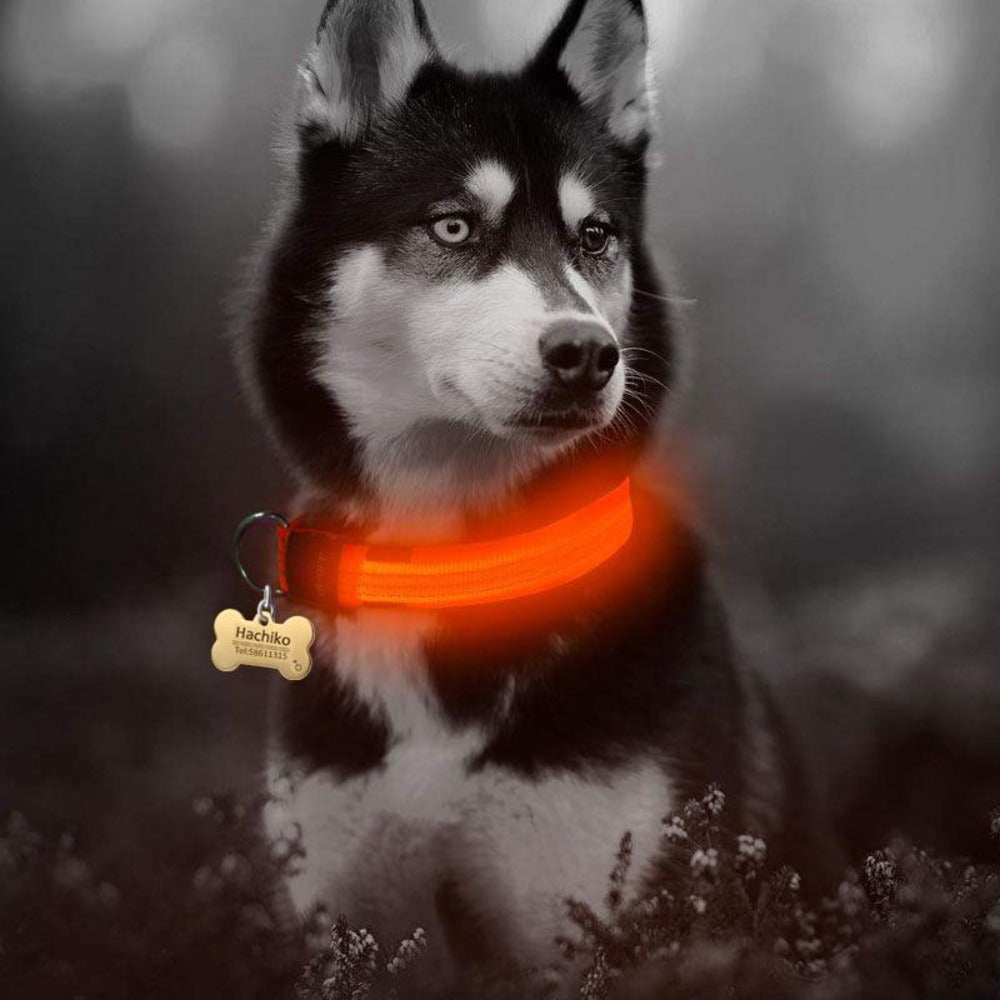 2-Piece Nylon LED Dog Collar Set – Glow in the Dark Safety Collar